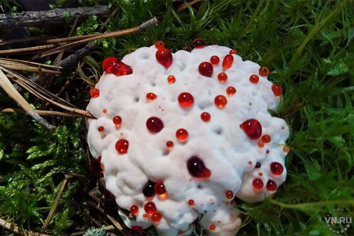 Кровавый гриб начал захватывать леса Новосибирска