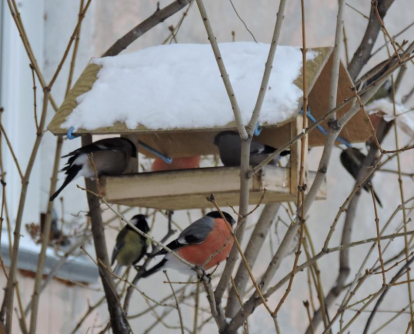Из плюса в минус: погода на неделе с 15 декабря в Новосибирской области