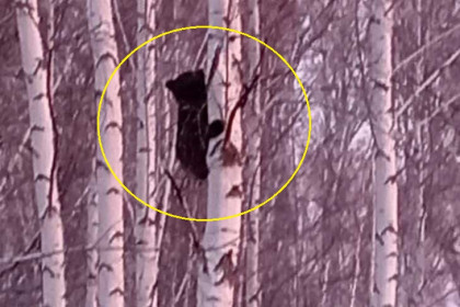 Медвежонка-альпиниста сняли с дерева под Новосибирском