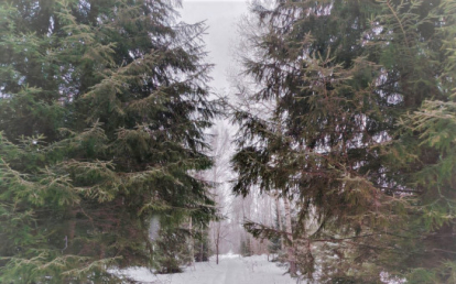 В Новосибирской области введен режим патрулирования на землях лесного фонда