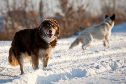 Новые штрафы для владельцев собак и кошек вводят в Новосибирской области